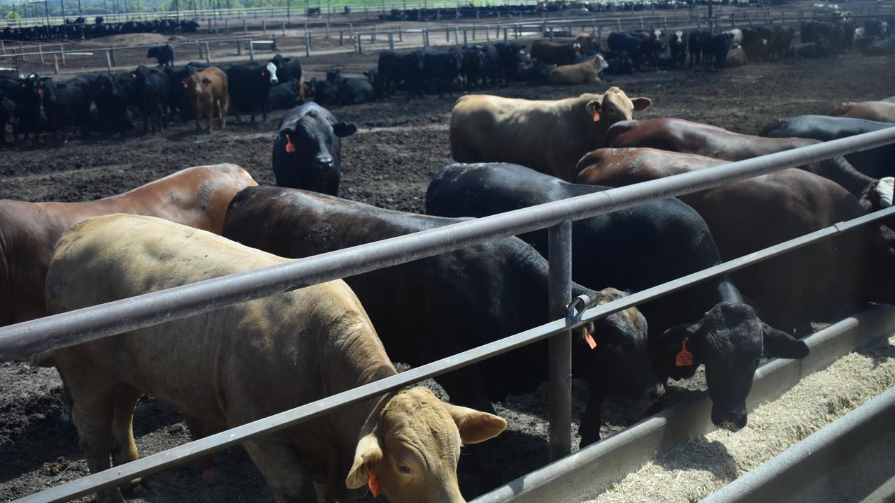 Meat and Livestock Australia backs new product to cut cattle emissions ...