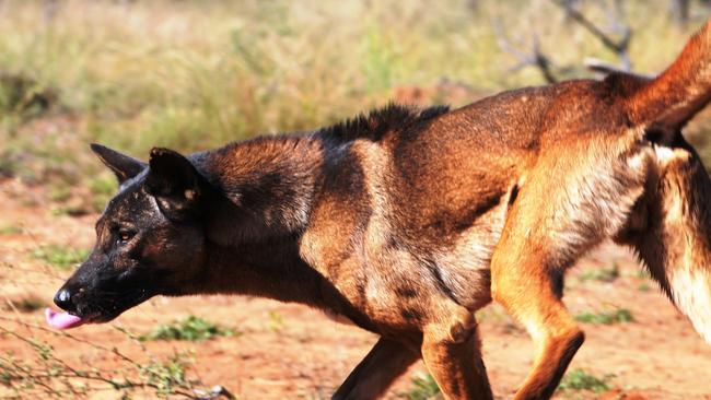 A wild dog. Picture: Lee Allen.