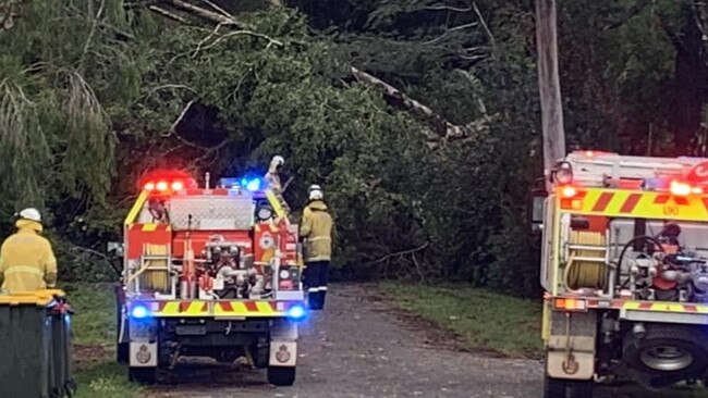 A tree that was blown over on top of a car at Uki in thunderstorms that ravaged Northern NSW on Boxing Day. Picture: Lismore SES