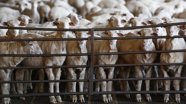 About 15,000 Australian sheep are stranded off the coast of Perth. Picture: Philip Gostelow