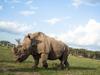 KENYA, Laikipia: In a photograph taken 22 May 2015 by the Kenyan Ministry of East African Affairs, Commerce and Tourism (MEAACT) and made available 25 May, Commerce and Tourism, ‘Sudan’, the world’s last remaining male northern white rhino is seen at Ol Pejeta Conservancy, a 90,000-acre conservancy in central Kenya which has made great strides in protecting and increasing rhino populations in Kenya. US-born model and Bollywood actress Nagris Fakhri (not seen) was in the East African country to help raise awareness and support around conservation efforts to save rhinos from extinction. MEAACT PHOTO / STUART PRICE.