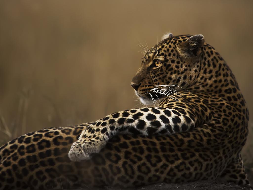 A supplied undated image obtained Wednesday, December 4, 2019 shows an image shortlisted for the the Natural History Museum's Wildlife Photographer of the Year Lumix People's Choice Award. (AAP Image/Supplied by Wildlife Photographer of the Year/Natural History Museum, Clement Mwangi) NO ARCHIVING, EDITORIAL USE ONLY, MANDATORY CREDIT