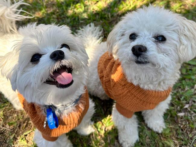 Daisy and Bonsai are rugged up and ready for a chilly night in Palmerston. Picture: Megan O'Brien