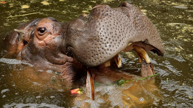 Australia’s oldest hippo Brutus celebrates 52nd birthday at Adelaide ...