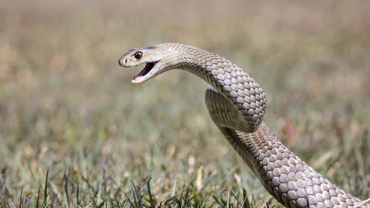 Gayndah woman in hospital following snake bite | The Courier Mail