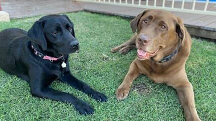 Ipswich Cutest Dog Competition 2022: Rebecca Tully's dogs.
