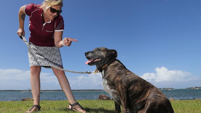 Kylie Paulsen of Arundel is trying to get her dog Chopper, a 25kg eight year old Staffordshire Terrier, to lose weight for the Pets Biggest Loser competition. Picture Glenn Hampson