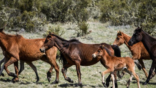 Some of the more than 15,000 feral horses, many of them starving, estimated to be roaming within the Northern Kosciuszko survey block. Picture: Ricky French