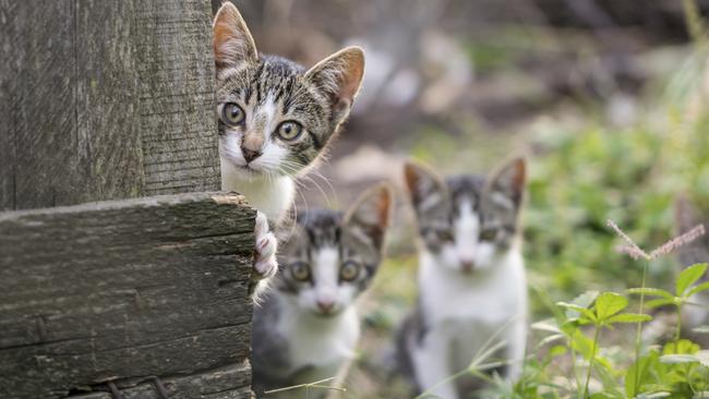 In nature cats would use trees and other wood-based structures to mark or shed their outer claws.