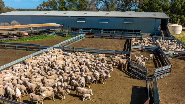 The Booroorban Aggregation has carried between 6000 and 7000 Merino ewes, and 150 to 200 cows plus replacements as a whole.