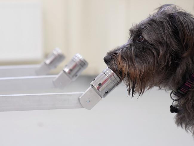 A study participant sniffing samples during the investigation. Picture: Twitter