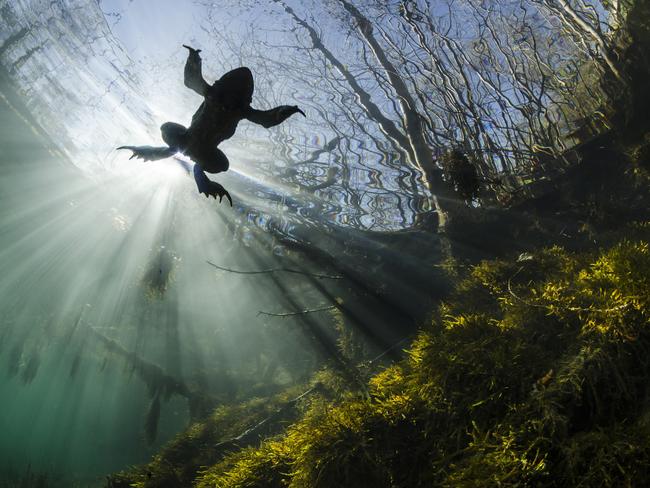 Highly commended Category1... Wide Angle. Prince of the Waters. The common toads start going back to the river in February in order to reproduce. The frozen waters of this small river are by then clear enough, and ideal for underwater photography. This image was taken in natural lights and apnea. I chose to work on blacklights to value this iconic species from fresh water. The wide angle lens and close-up shot adds an interesting dynamic to the picture as well. The challenge was to progress under the subject and to get a shot once the subject was aligned with the sun all while ensuring a framing including the trees on the shore. Picture: Yannick Gouguenheim/France/UPY 2017
