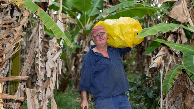 COPYRIGHT WARNING for Moreton Life ONLY. Phone Kylie Knight 3480 8226. Ross Lindsay on his banana farm at Wamuran.