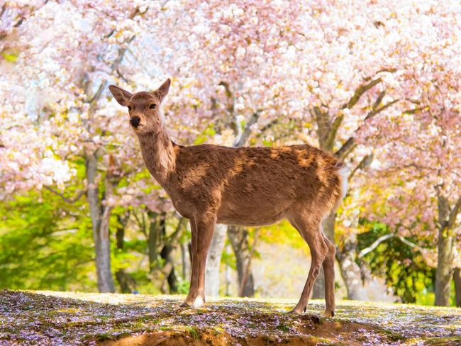 Japan - April4, 2023 : Nara park is one of most famous tourist destination for Deer sightseeing in autumn and Spring, Nara