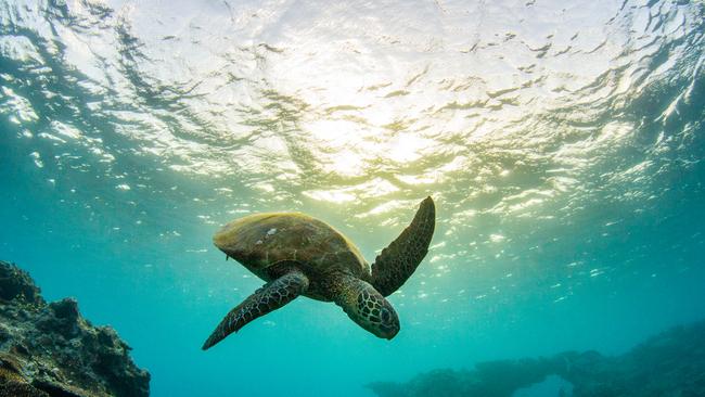 A turtle swimming off the reef islands.