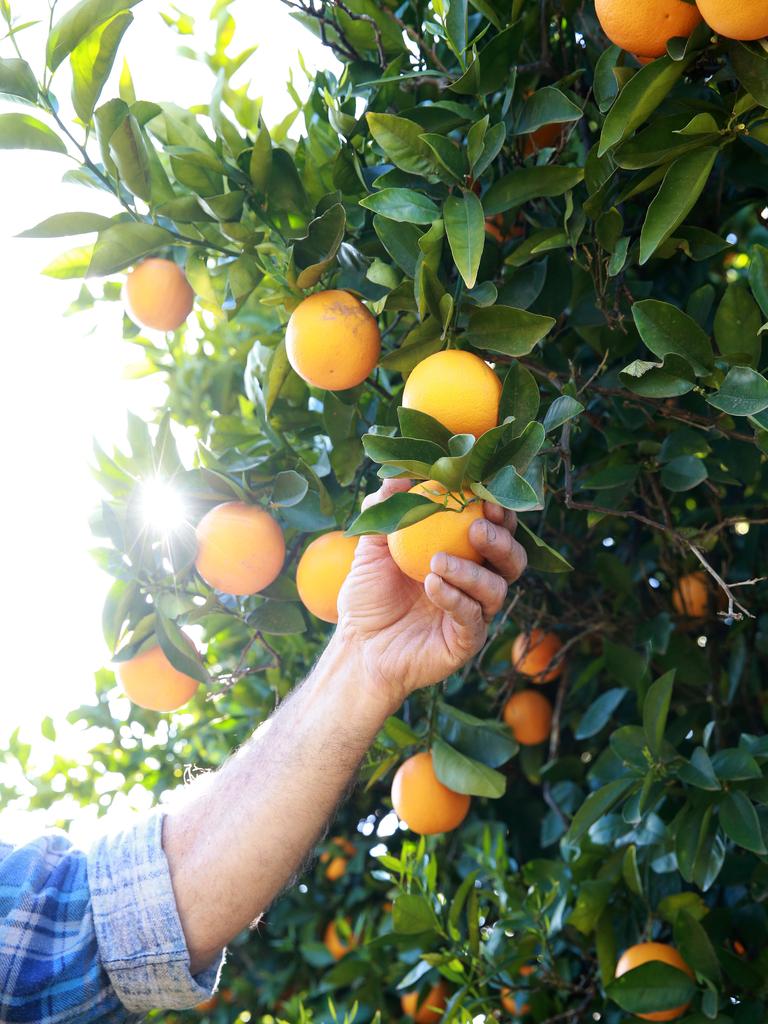 Farmers who need fruit pickers could have their pick soon. Picture: ANDY ROGERS