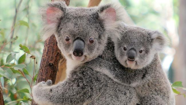 Many koalas taken to the RSPCA wildlife hospital at Oxley had been hit by cars, savaged by dogs or shot. Picture: Lone Pine Sanctuary