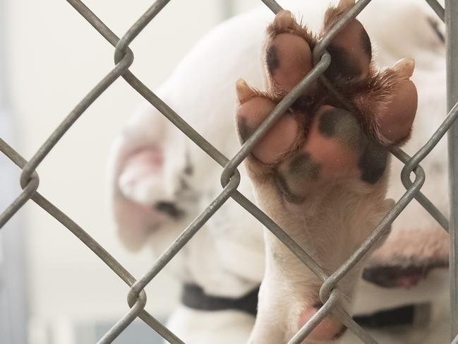 Dog paw closeup from inside a dog shelter kennel. Cage is chain link. The pink paw has cute black spots. puppy farm generic istock