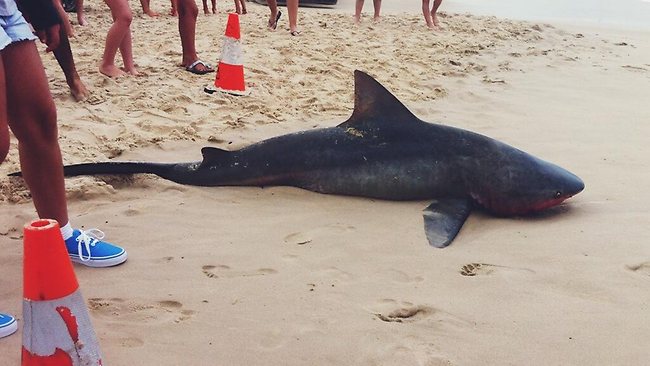 Shark chases sick shark onto beach | news.com.au — Australia’s leading ...