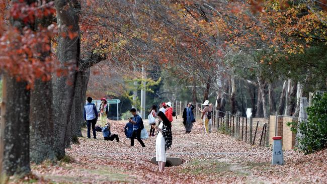 Bus loads of tourists flock to Mt Macedon.