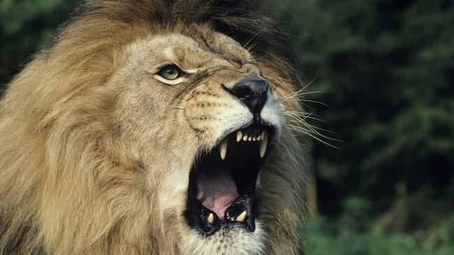 Black-maned male African lion roaring, headshot, Africa. (THINKSTOCK)