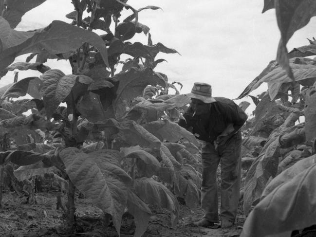 A farmer checks the tobacco crop on his farm at Caboolture, north of Brisbane, in the 1960s. Picture: Jim Fenwick