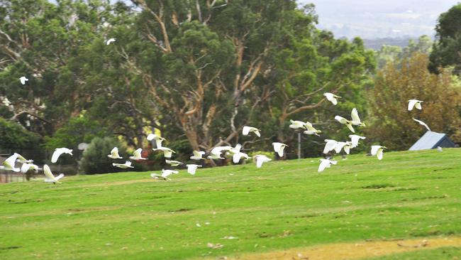 Corellas taking over the greens on Willunga Golf Course.