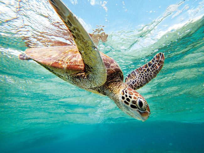Amazing marine mega fauna | The Courier Mail