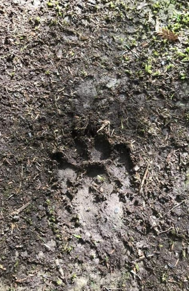 Photos taken in rural Victoria, near East Gippsland, show suspected black panther prints. Picture: Anonymous