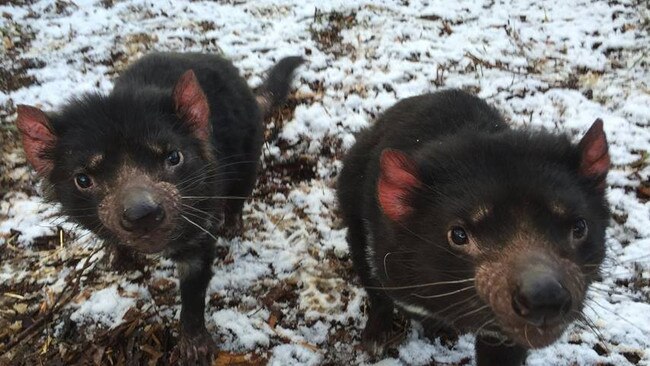 Bonorong Devils Pic Petra Harris