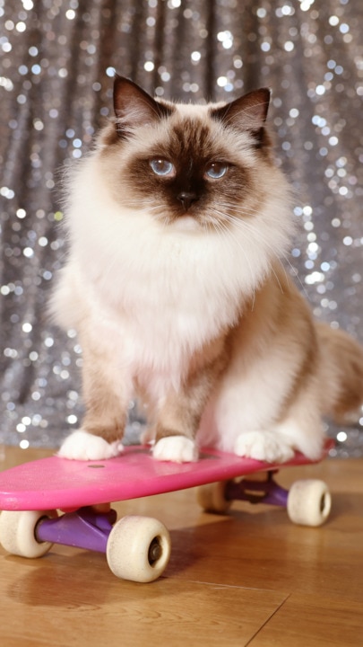 Meet Adele: the skateboarding cat