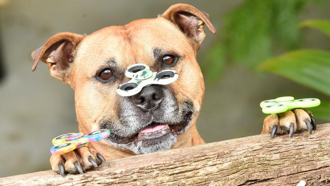 Axle, the fidget spinning staffy from Sunbury. Picture: Rob Leeson