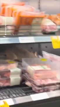 Possum filmed climbing in meat section at Coles