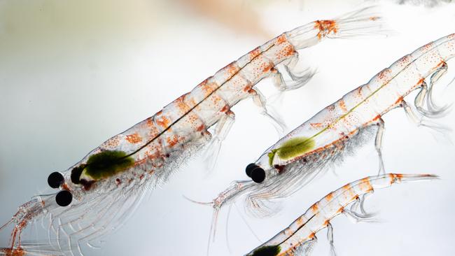 A new tool has been created to shed light on the mysterious lives of Antarctic krill. Picture: Peter Harmsen/Australian Antarctic Division