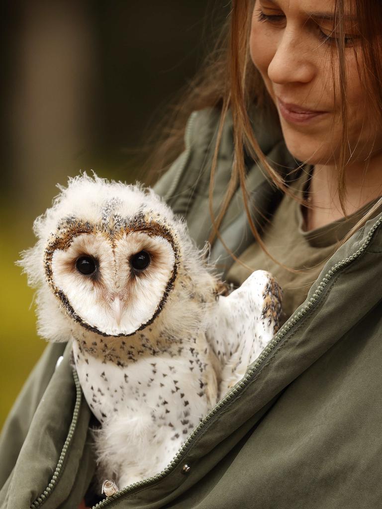 Baby owl is a real sweetheart | The Courier Mail