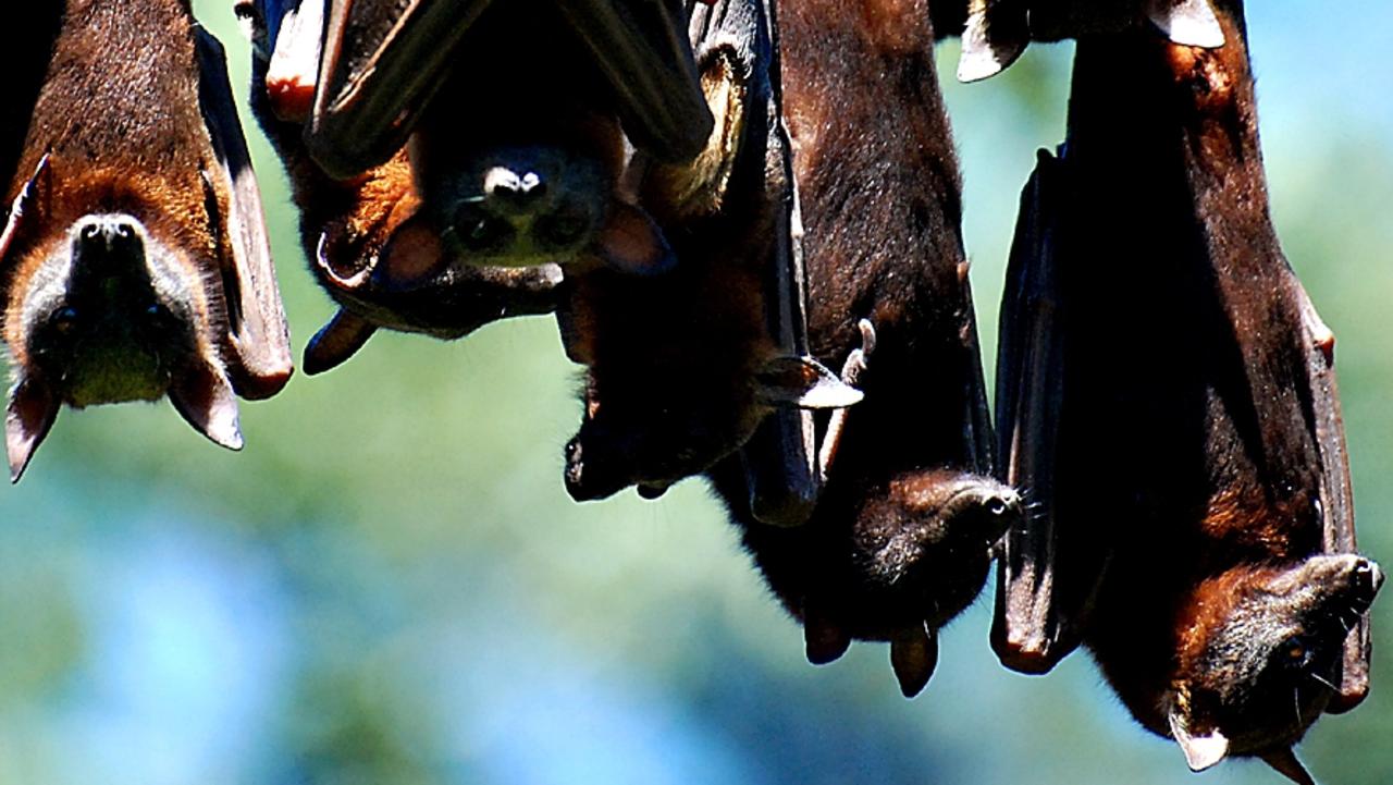 A 32,000-strong flying fox roost in Gympie is causing headaches for the residents and council, which has limited options to address the problem under federal and state law. Photo Craig Wahurst / The Gympie Times