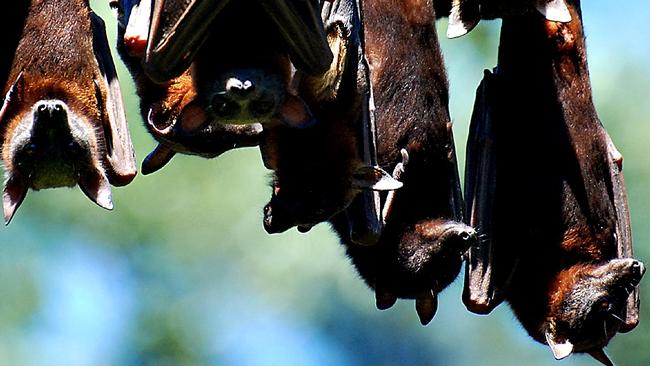 A 32,000-strong flying fox roost in Gympie is causing headaches for the residents and council, which has limited options to address the problem under federal and state law. Photo Craig Wahurst / The Gympie Times