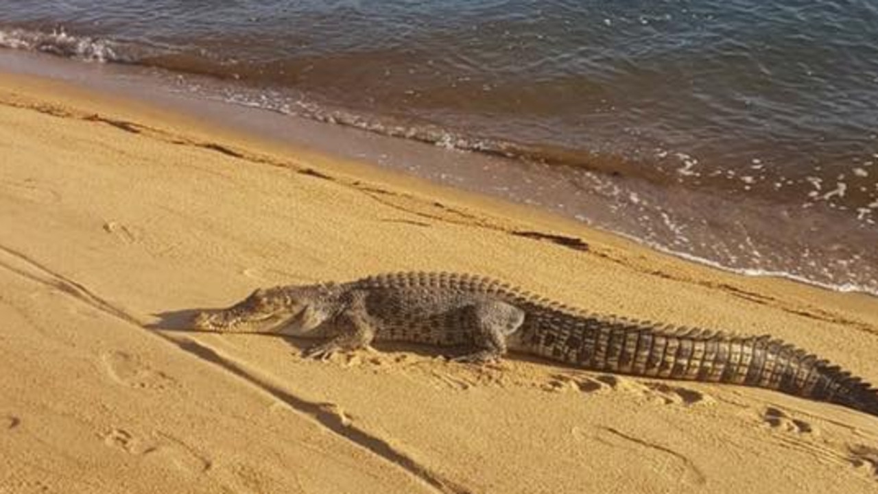 FNQ crocodiles Croc sightings in Far North Queensland becoming