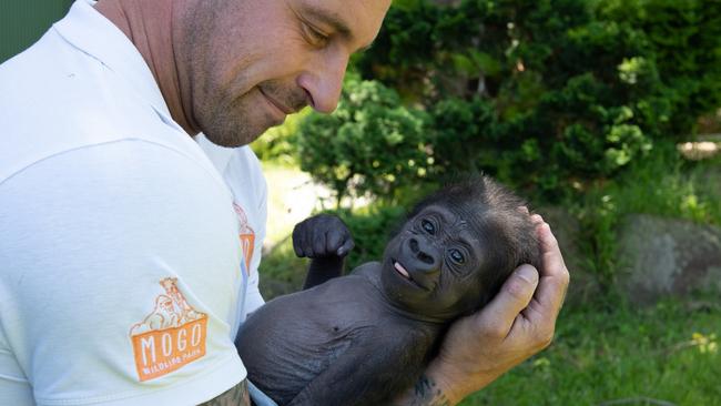 Chad Staples has taken on the role of ‘mum’ for baby gorilla Kauis.