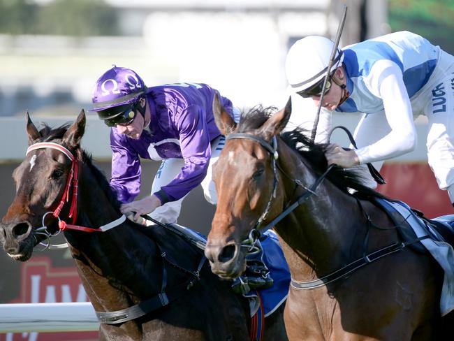 Shared honours: Jumbo Prince (left) and Rudy dead-heating in the sixth race. Picture: Jono Searle