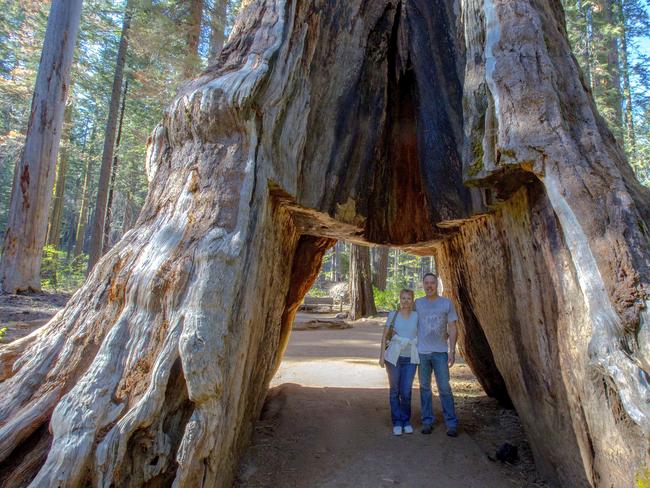 People travelled from all over the world to take a picture of the drive-through tree. Picture: AP