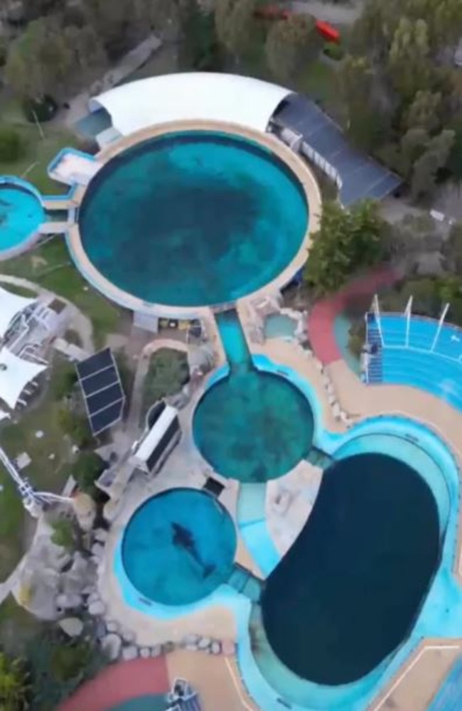 A 24 hour time lapse of the orca showed him lying near motionless at a gate. Picture: SWNS