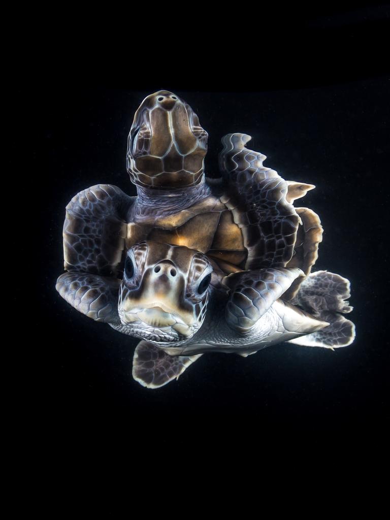 Underwater Photographer of the Year 2018. HIGHLY COMMENDED in Portrait Category shot by Australian Matt Curnock/UPY 2018 .: A reflective green turtle hatchling. “This green turtle hatchling was photographed in the world’s first turtle health research facility, ‘The Caraplace’, at James Cook University in Townsville, Australia. The facility caters for the needs of turtles under near-natural conditions and enables researchers to study turtle health up close, to better understand the management of diseases and the environmental conditions that affect turtle populations globally. .