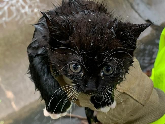 A kitten was rescued from a stormwater drain in Strathfield, Sydney on Wednesday. Picture: Fire and Rescue NSW