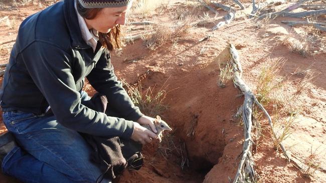 Dr Katherine Tuft releases a bandicoot into a burrow at Arid Recovery. Picture: Tori Wilson