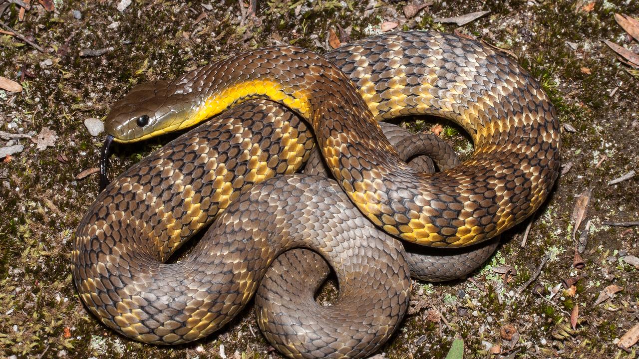 Elderly Tasmanian farmer killed by giant 1.4m tiger snake | The Advertiser