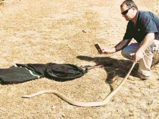 Steven Brown from Brisbane North Snake Catchers and Relocation with one of the brown snakes caught at Highvale.