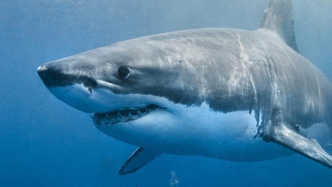 World’s most dangerous shark species ranked | What to do in a shark attack