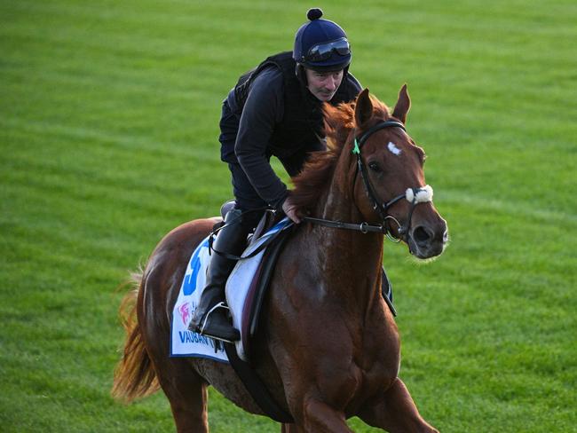 MELBOURNE, AUSTRALIA - OCTOBER 31: Lexus Melbourne Cup favourite, Vauban is seen during Derby Day Breakfast With The Best gallops at Flemington Racecourse on October 31, 2023 in Melbourne, Australia. (Photo by Vince Caligiuri/Getty Images)