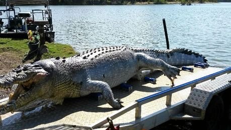 Images of a 5.2m crocodile found shot in the Fitzroy River, Rockhampton on Thursday, September 21. Police and the EHP are appealing for public assistance in their investigations to find the culprit.